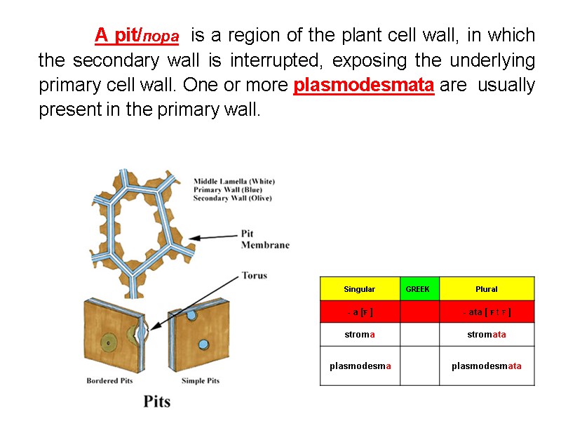 A pit/пора  is a region of the plant cell wall, in which 